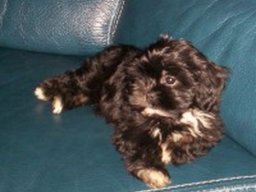 dolly_20211201_1271755149